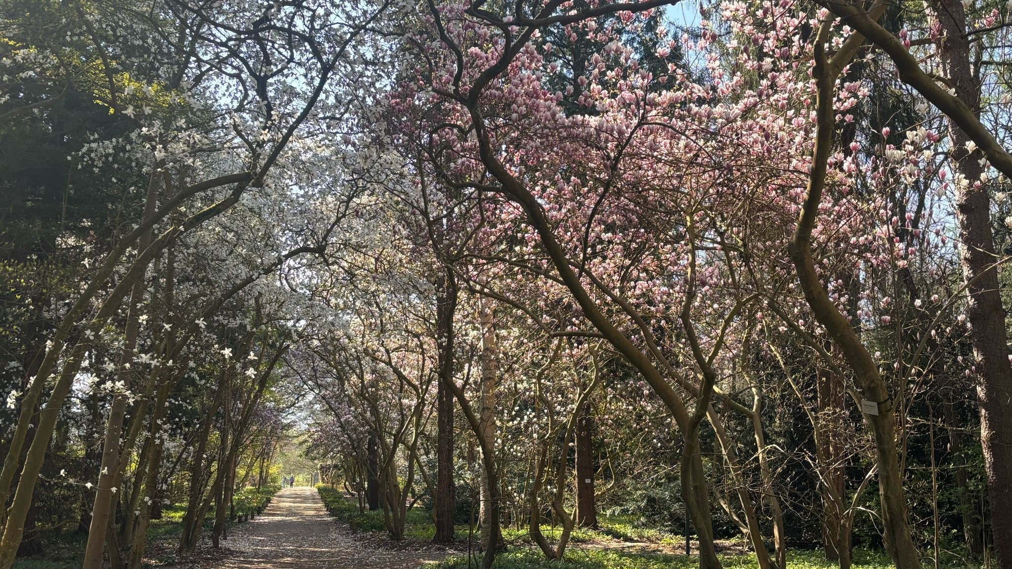 Ein Durchgang zwischen Mangolien
