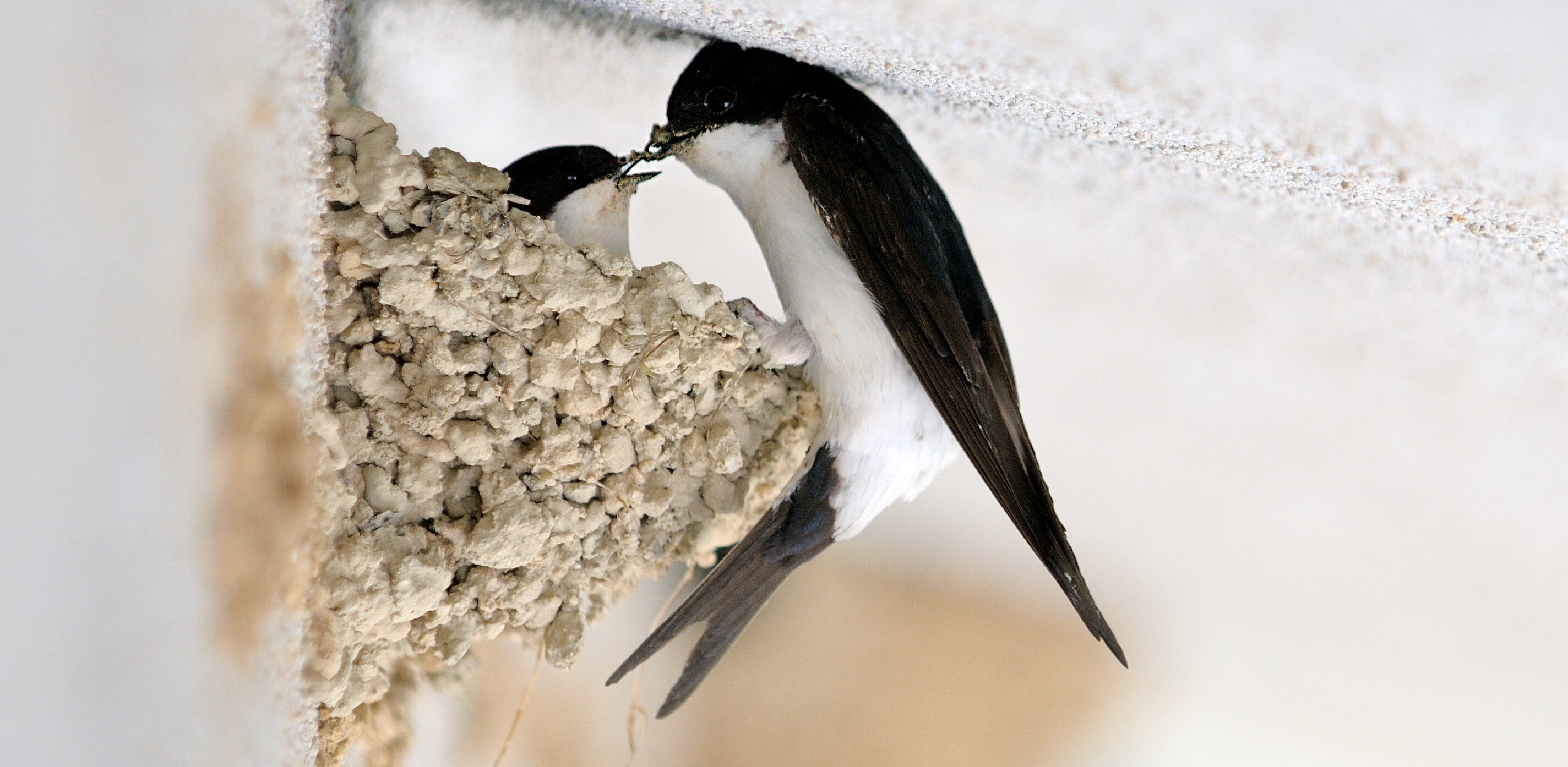 Swallow that makes the nest
